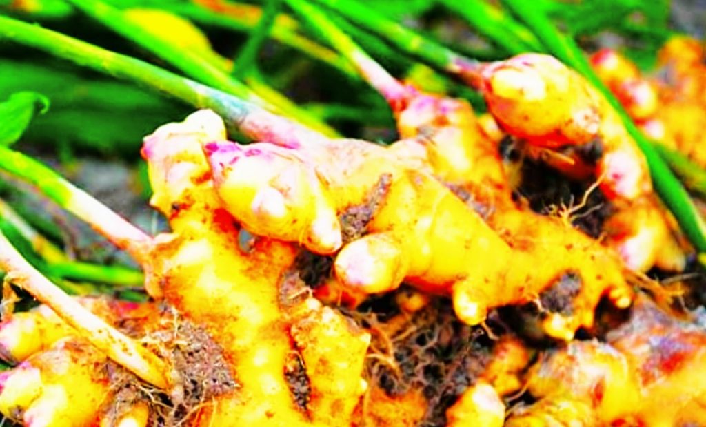 ALL NUTRITION AND TRADITIONAL MEDICINE OF GINGER